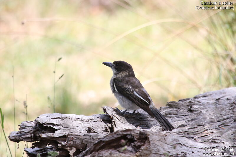 Cassican à collieradulte, identification