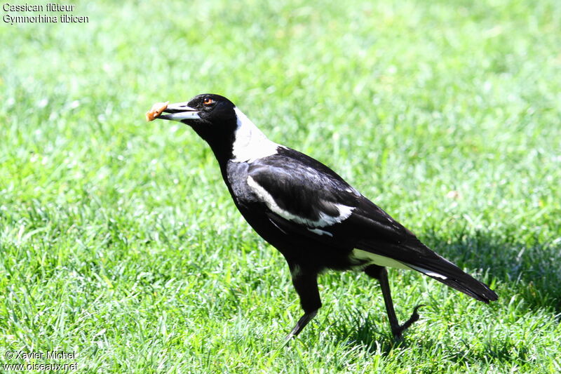 Cassican flûteur, identification