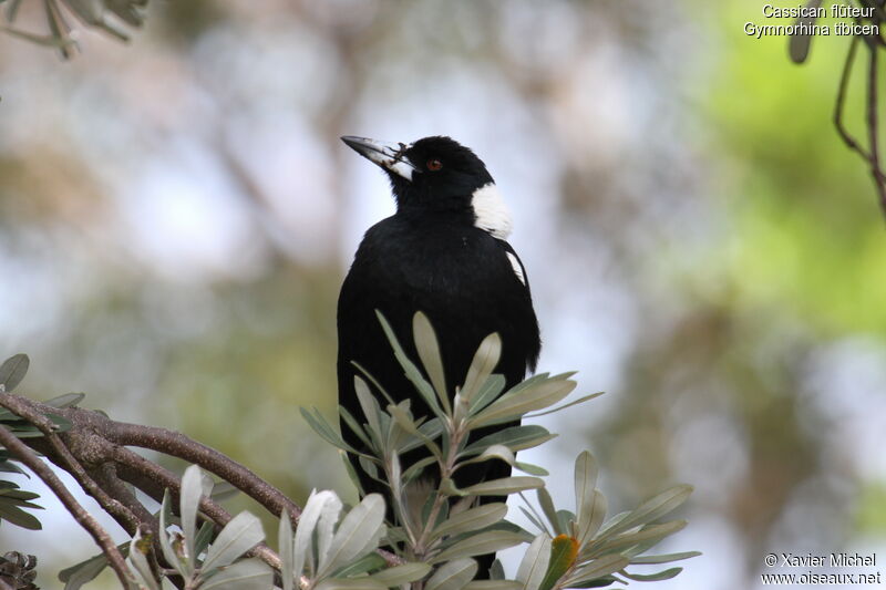 Cassican flûteur, identification