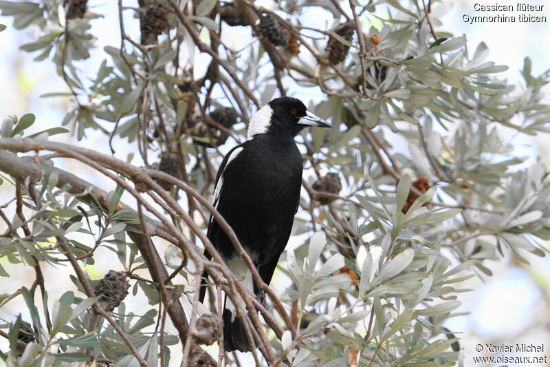 Cassican flûteur, identification