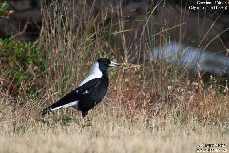 Australian Magpieadult, identification