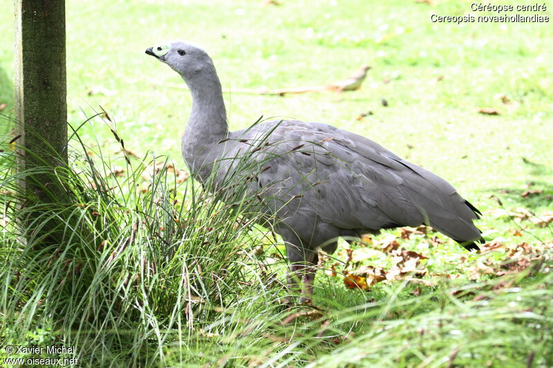 Cape Barren Goose