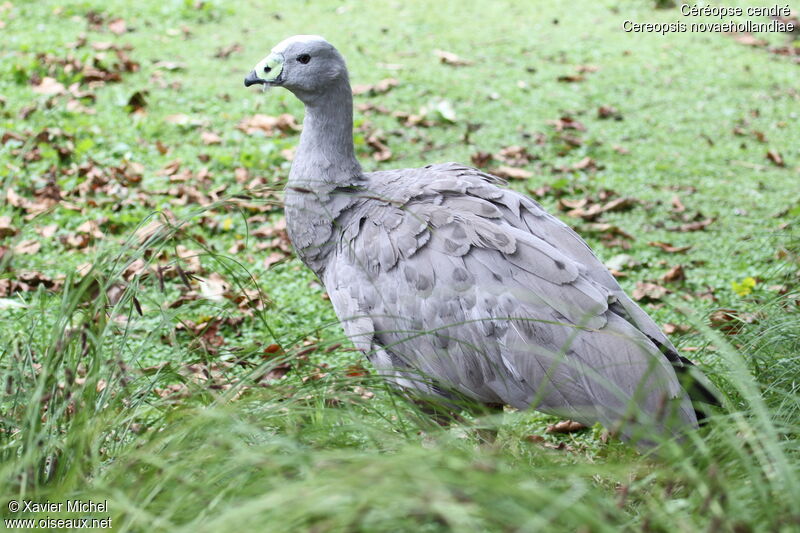 Cape Barren Goose