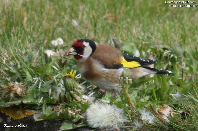 Chardonneret élégantadulte