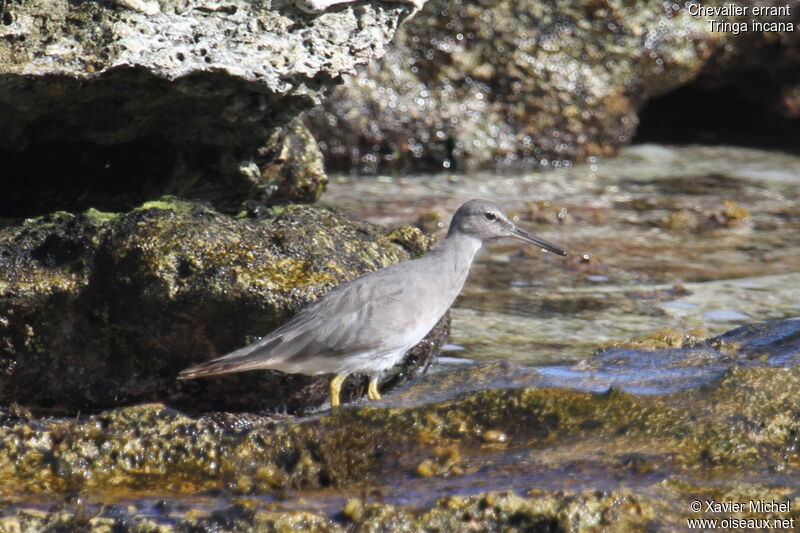 Chevalier errant, identification