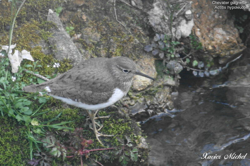 Common Sandpiperadult, identification