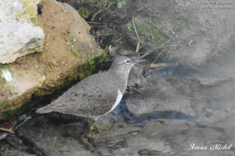 Common Sandpiperadult, identification