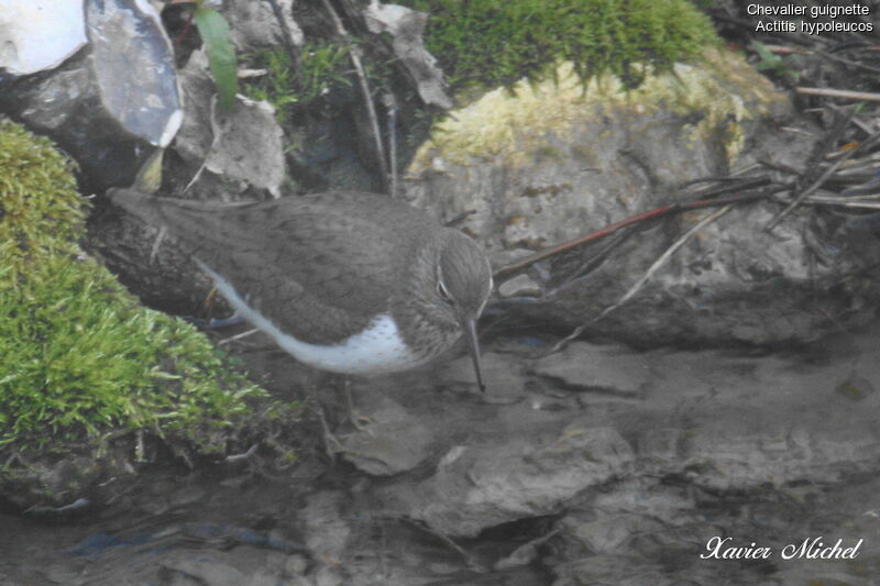 Common Sandpiperadult