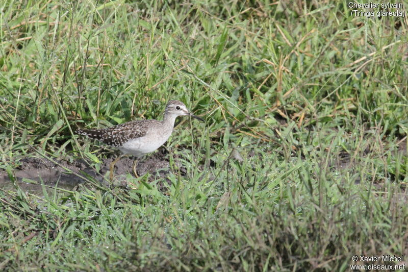 Wood Sandpiperjuvenile