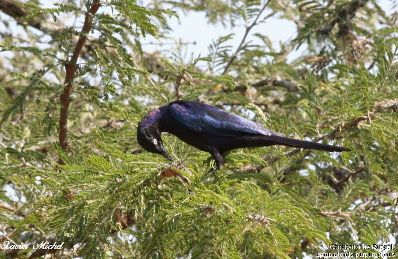 Rüppell's Starling