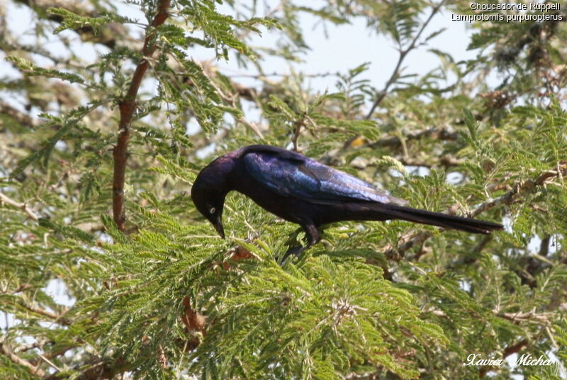 Rüppell's Starling