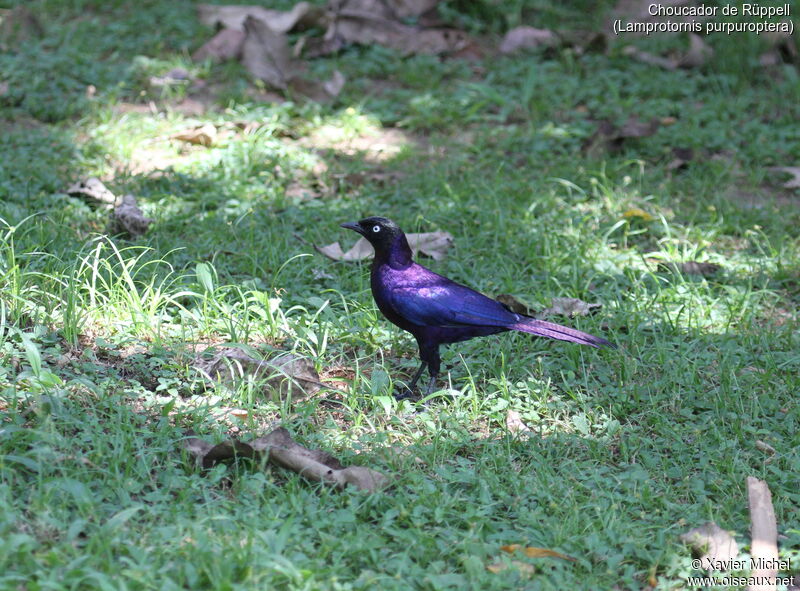 Choucador de Rüppelladulte, identification