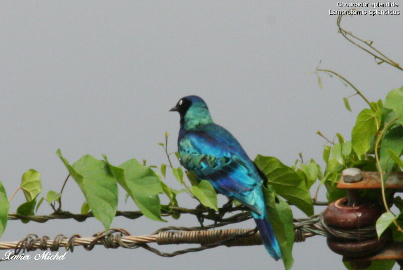 Splendid Starling