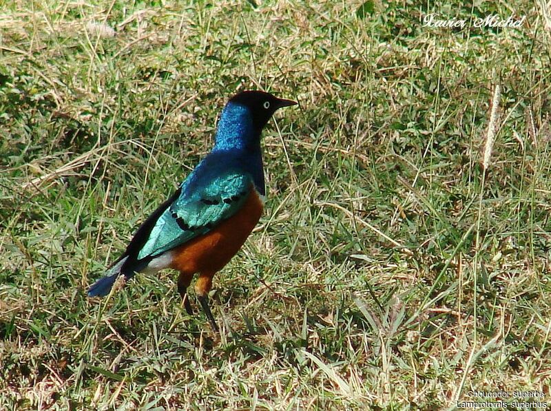 Superb Starling