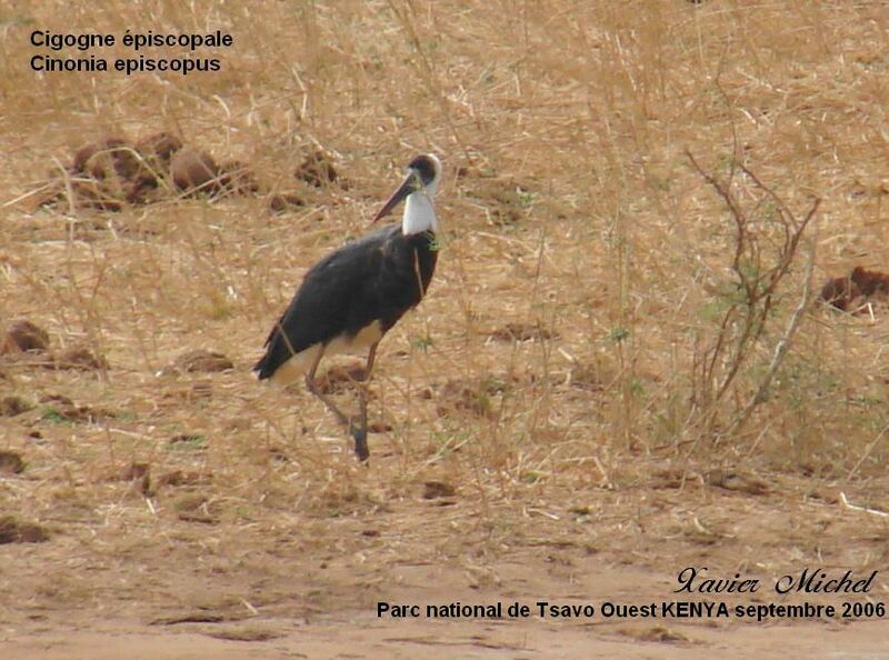 African Woolly-necked Stork