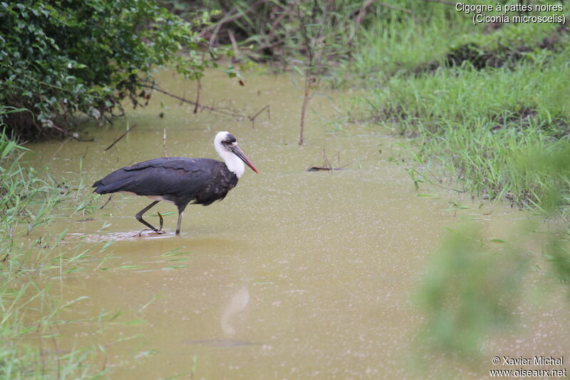 Cigogne à pattes noiresadulte