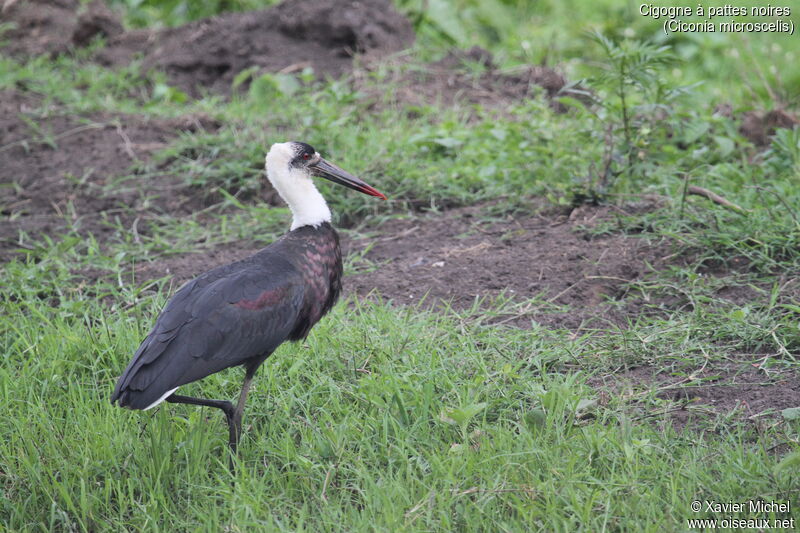 African Woolly-necked Storkadult, identification