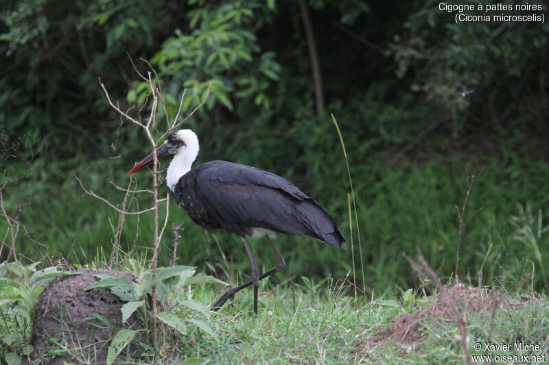 Cigogne à pattes noiresadulte, identification