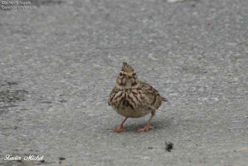 Cochevis huppé