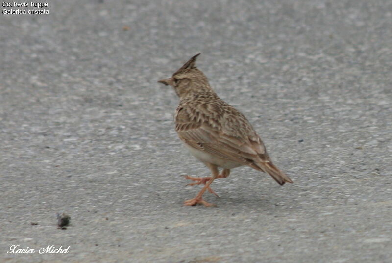 Crested Lark