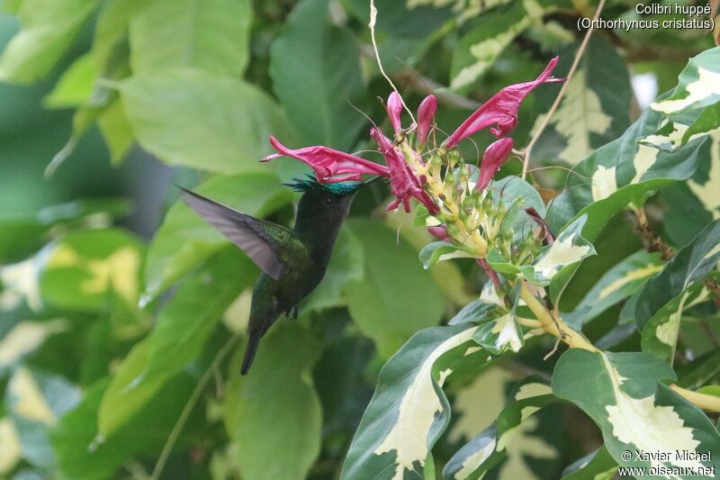 Colibri huppé