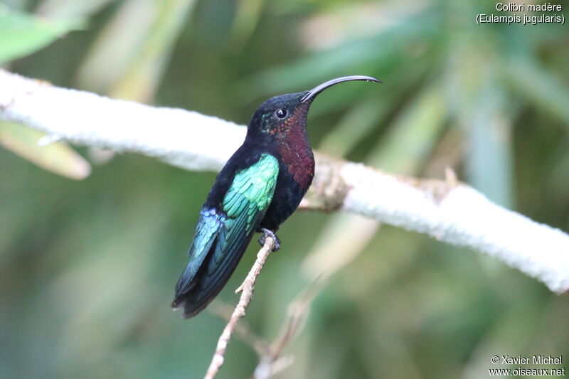 Purple-throated Caribadult, identification