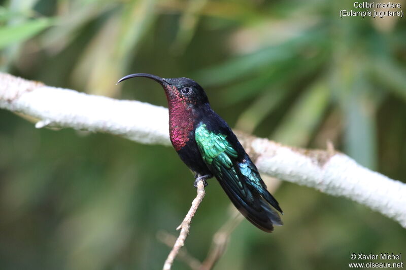 Colibri madèreadulte