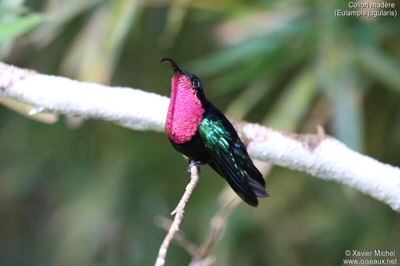 Purple-throated Caribadult