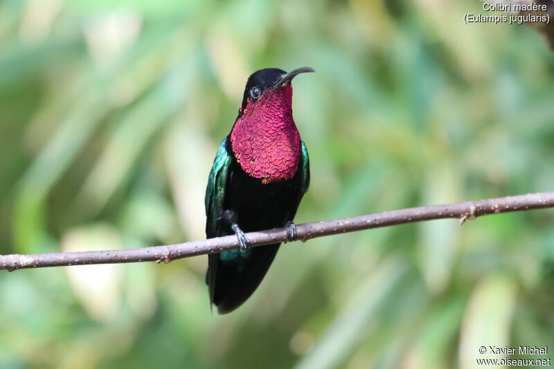 Purple-throated Caribadult, identification