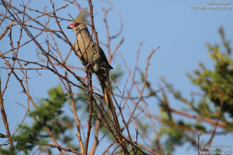 Blue-naped Mousebird