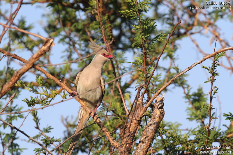 Blue-naped Mousebird, identification