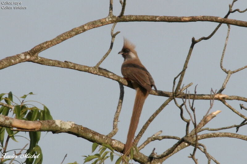 Speckled Mousebird