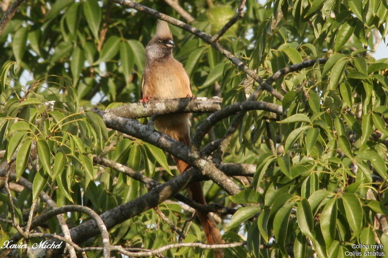 Speckled Mousebird