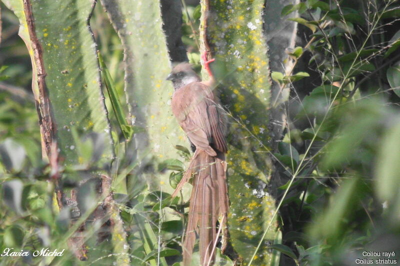 Speckled Mousebird