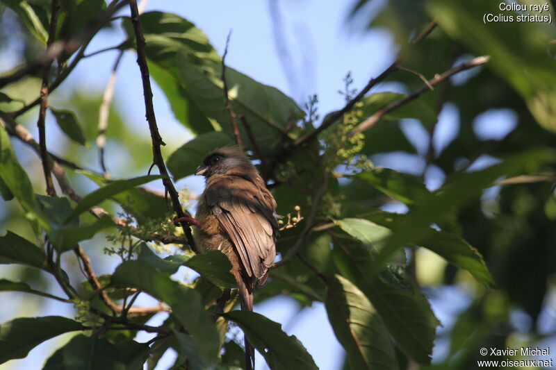 Speckled Mousebird