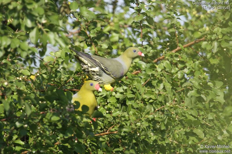 African Green Pigeon