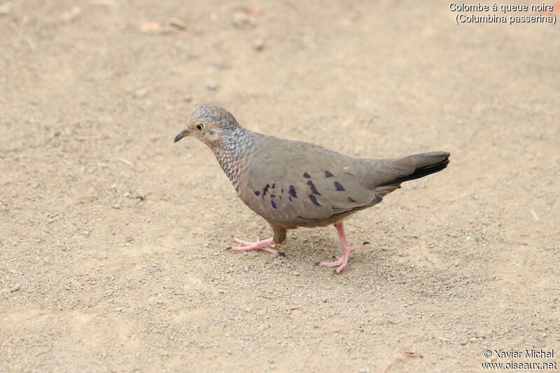 Colombe à queue noireadulte, identification