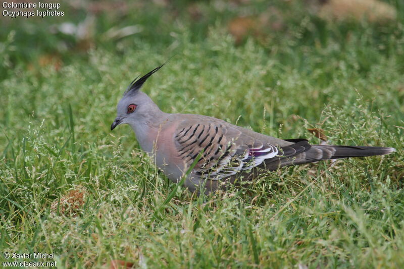 Crested Pigeon, identification