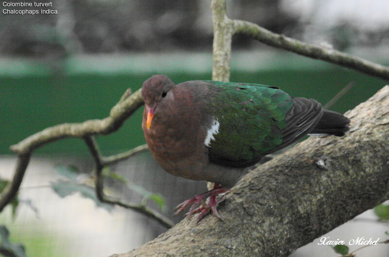 Colombine turvert, identification