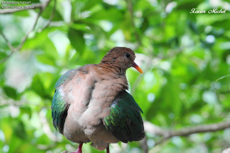 Common Emerald Dove, identification