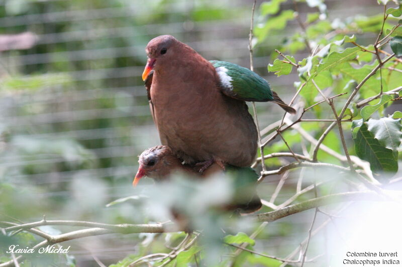 Common Emerald Doveadult