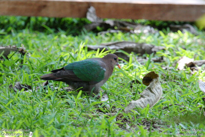 Colombine turvert, identification