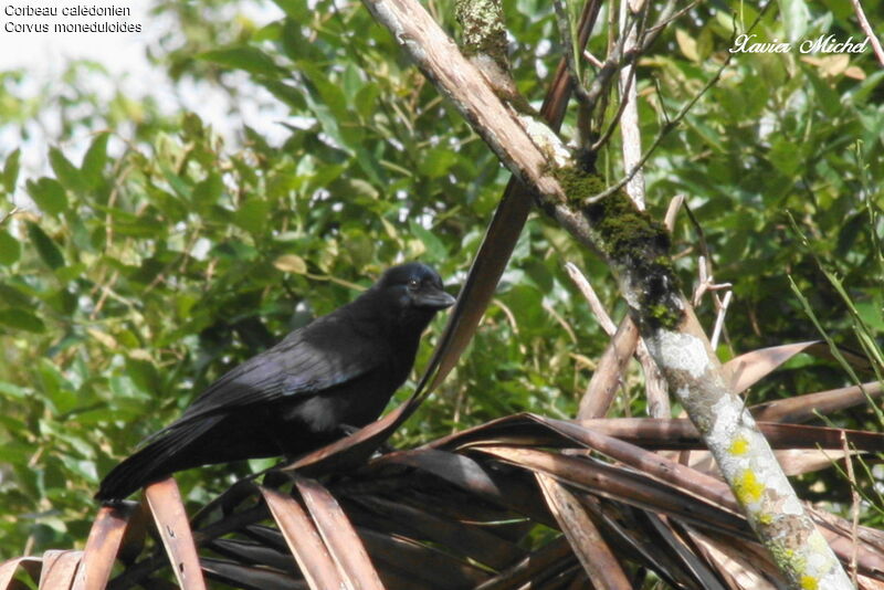 Corbeau calédonienimmature, identification