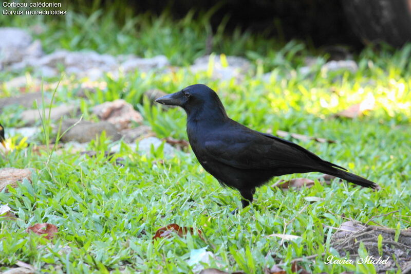 New Caledonian Crowadult, identification