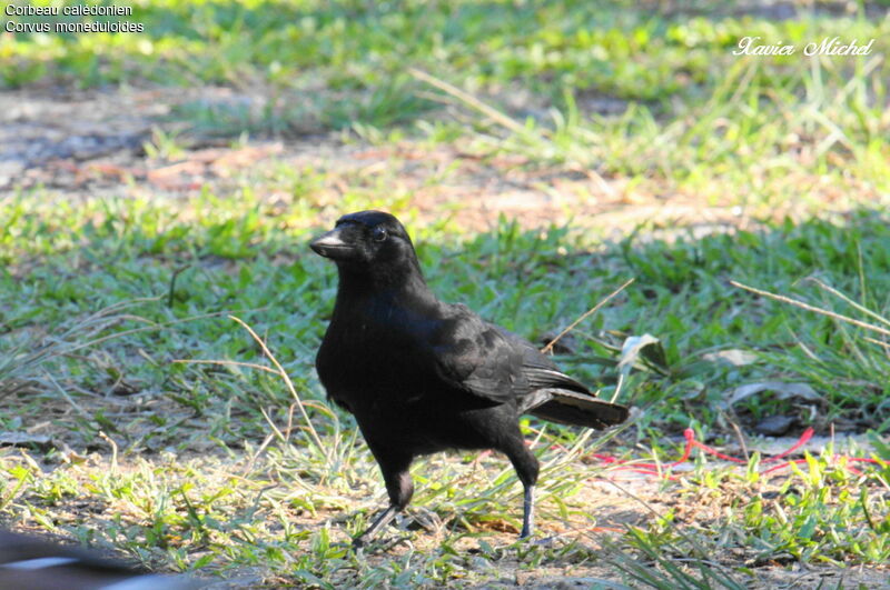 Corbeau calédonienadulte, identification