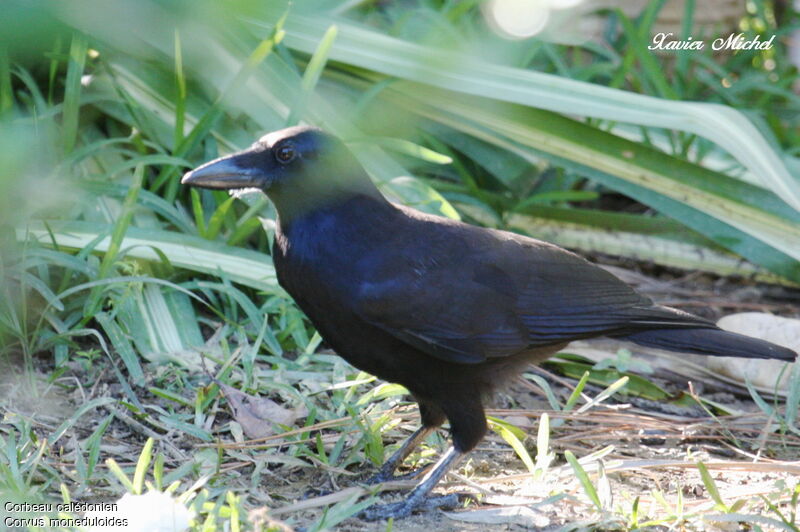 New Caledonian Crowadult