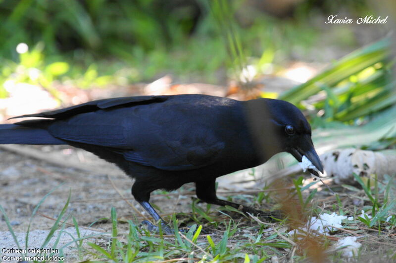 Corbeau calédonienadulte