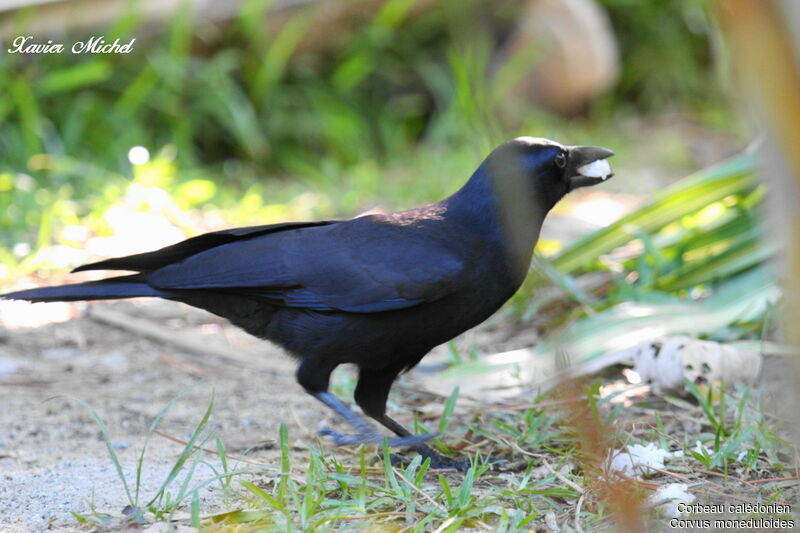 Corbeau calédonienadulte