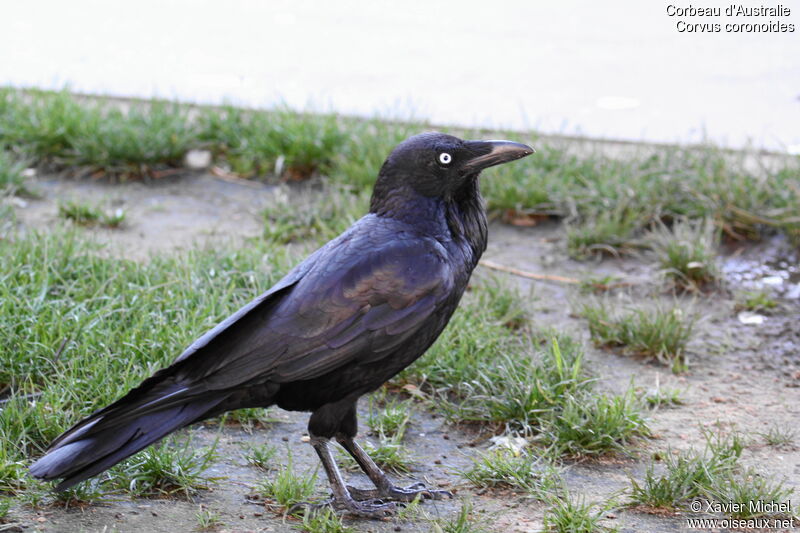 Corbeau d'Australie, identification