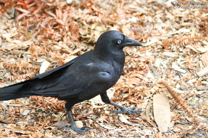 Australian Ravenadult, identification